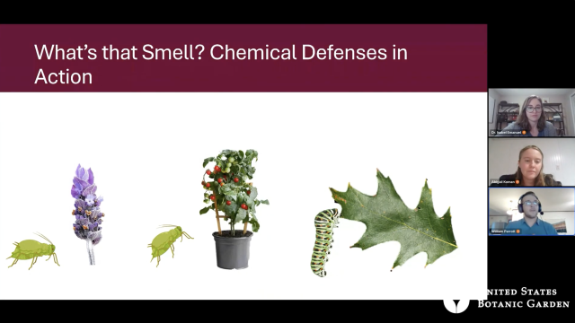 Text: What's that smell? Chemical defenses in action, with an outlined green insect near purple flowers and near a tomato plant, then a caterpillar near a green leaf