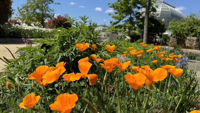 More than two dozen deep orange open-faced flowers under a blue sky