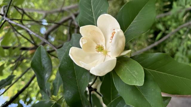 a large cream-white flower with dark green leaves surrounding