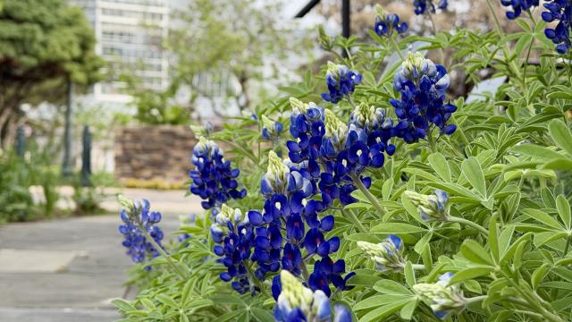 Columnar Deep blue flowers grow on short, light green plants in a garden