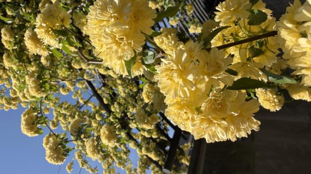 Dozens of doubled yellow rose flowers on trailing vines