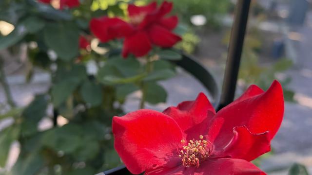 A flat, open red rose