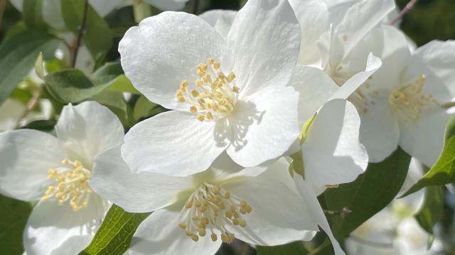 open, flat white flowers with light yellow centers
