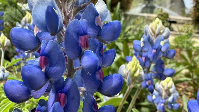 deep blue flowers with a large fountain behind