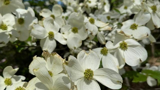 white flowers up close