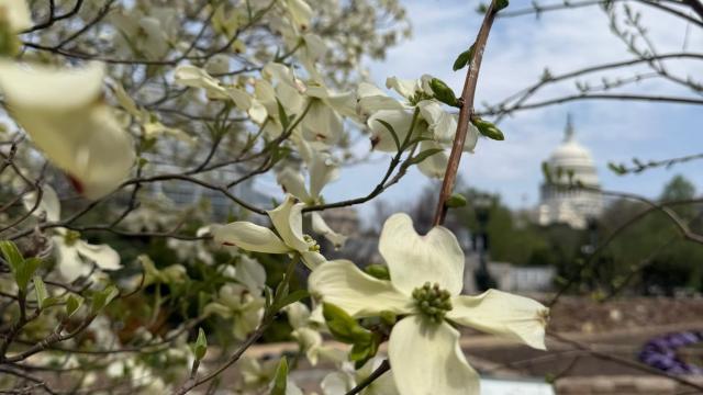 a single flower in focus
