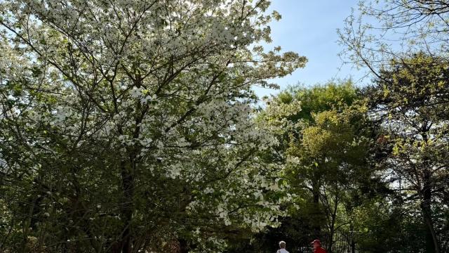 view of the full tree