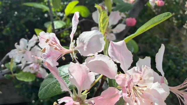 pink blossoms