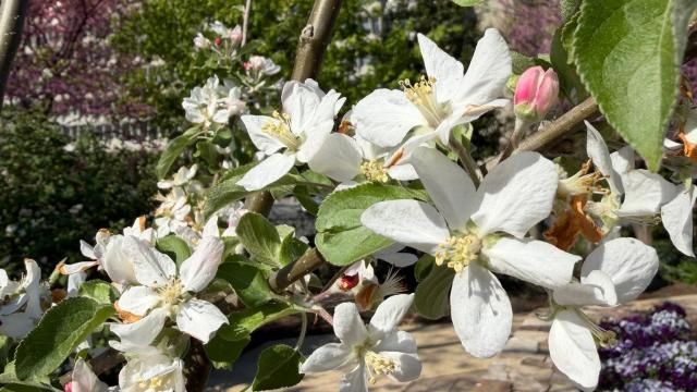 white blossoms