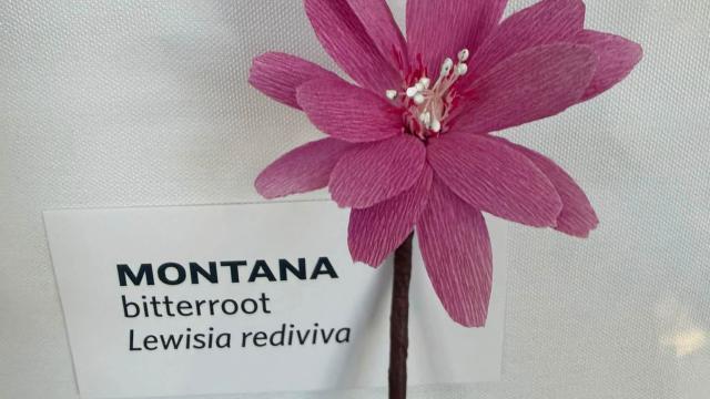 paper flower in the exhibit with a Montana label