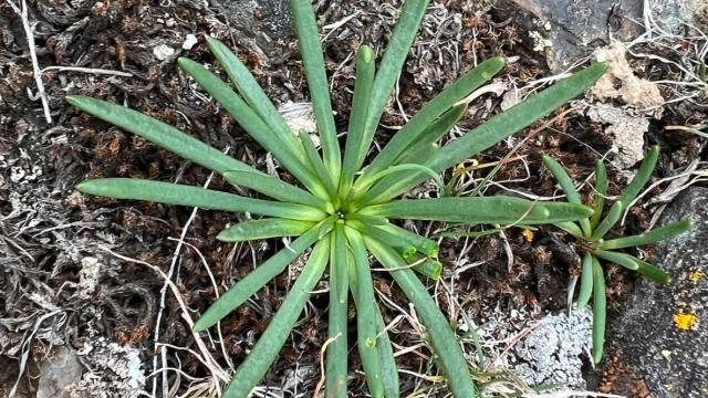 view of the plant leaf