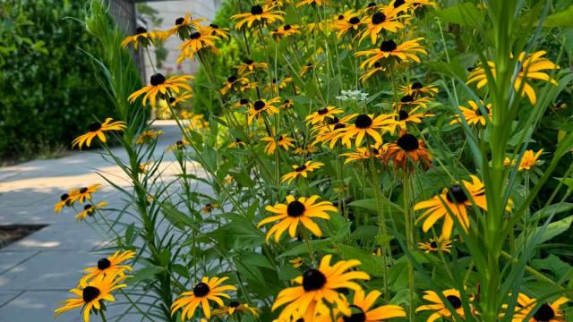 yellow flowers with a building in the background