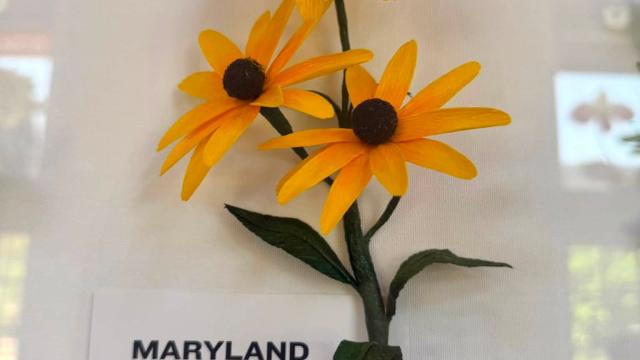 yellow paper flowers in the exhibit with a Maryland label