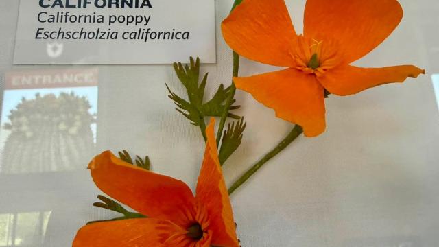 orange paper flowers in the exhibit with a California label
