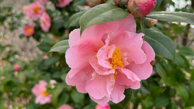 a bunch of pink blossoms