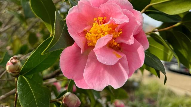 pink blossom up close