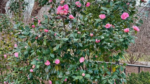shrub with pink blossoms