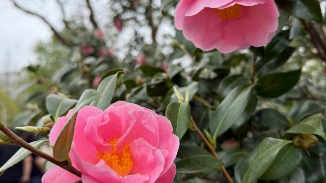 two pink blossoms