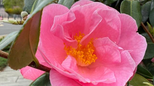 pink blossom up close