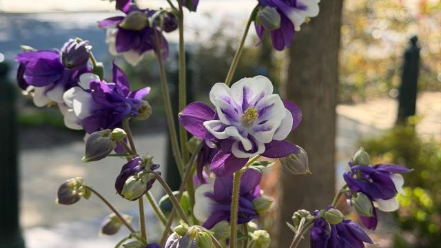purple flowers