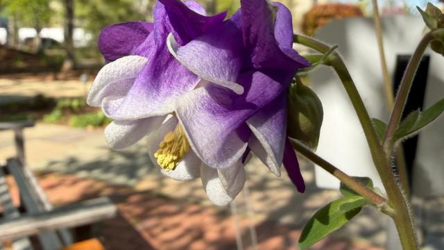purple and white flower up close