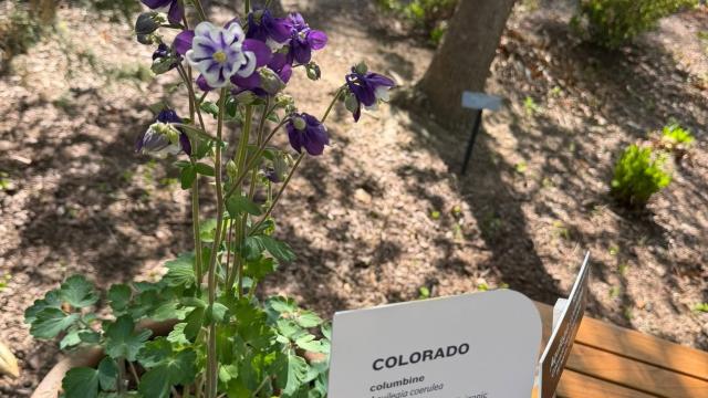 view of full plant and exhibit label