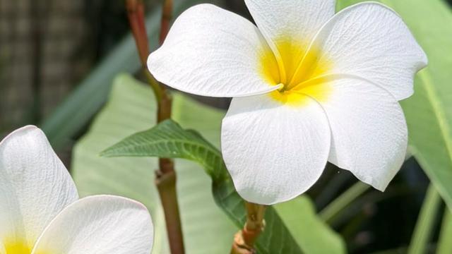 flowers up close