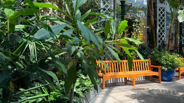 view of full plant with a bench in the background