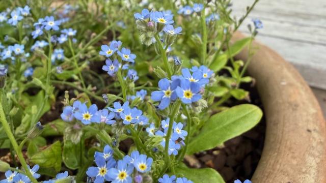 blue blossoms in a pot