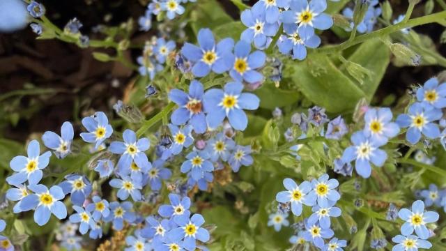 lots of blue blossoms