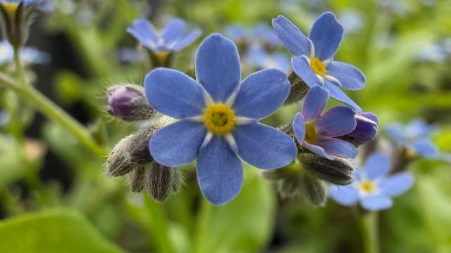 blue blossoms up close