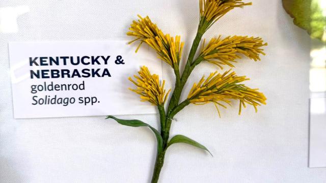 yellow paper flowers in the exhibit with a Kentucky & Nebraska  label