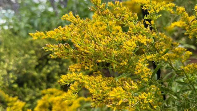 yellow flowers
