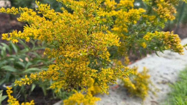 yellow flowers