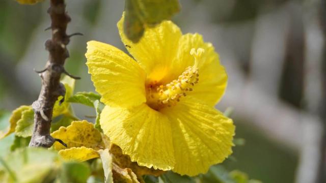 yellow flower