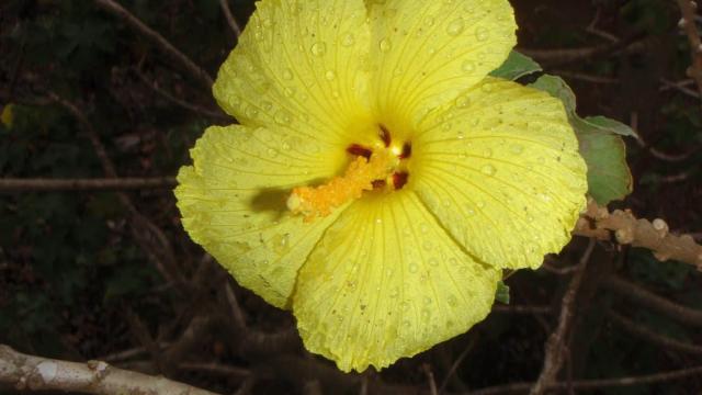 yellow flower