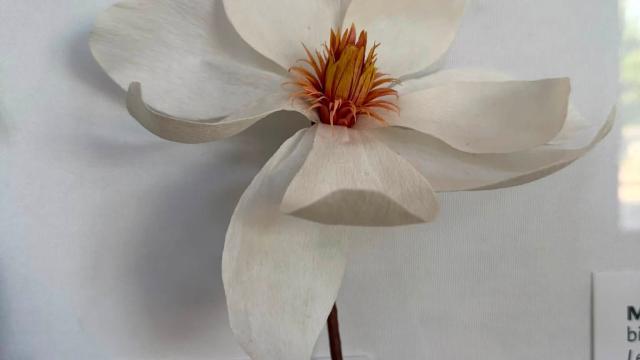 white paper flower in the exhibit with a Louisiana & Mississippi label