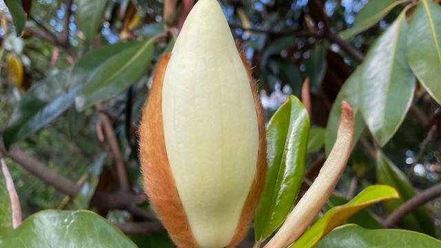 flower bud