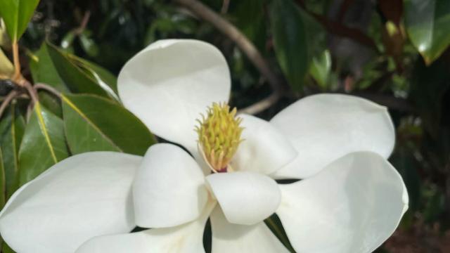 white flower