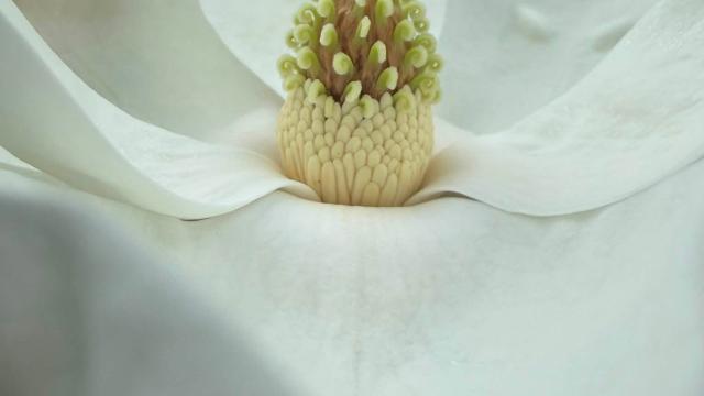 white flower