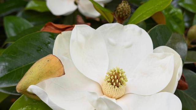 two white flowers