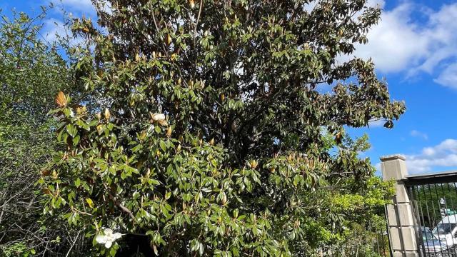 view of the full tree