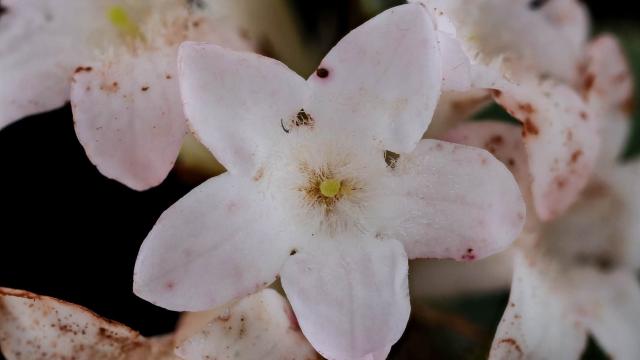 flower up close
