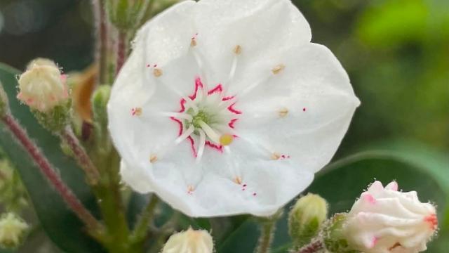 single blossom up close