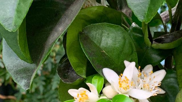 blossoms and leaves