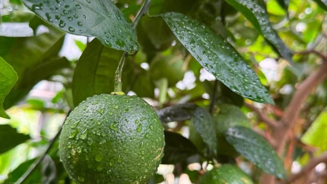 fruit on the tree