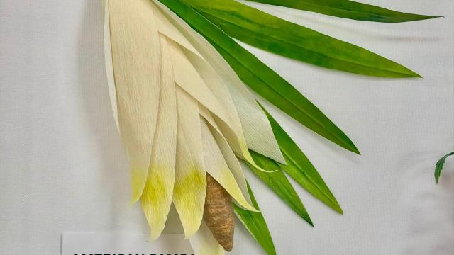 white paper flowers in the exhibit with an American Samoa label