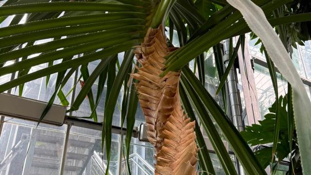 view of plant