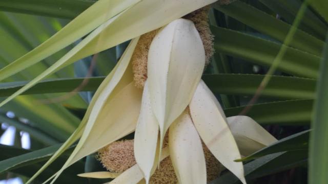 white flowers in plant leaves