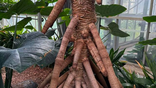 view of roots